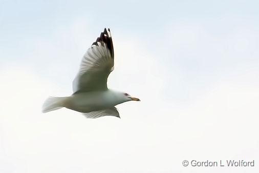 Gull In Flight_DSCF00845.jpg - Ring-billed Gull (Larus delawarensis) photographed at Ottawa, Ontario, Canada.